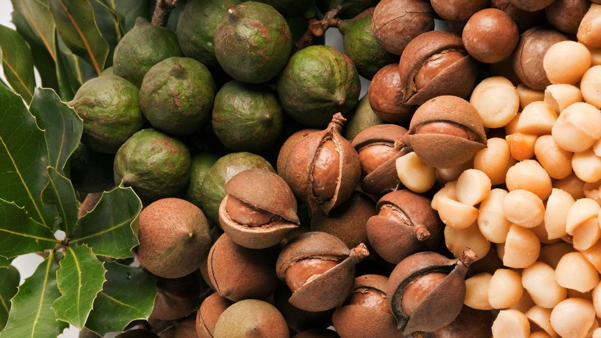 Here’s Why Macadamia Nuts Are So Delicious and So Crazy Expensive