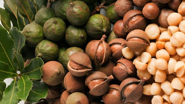 Macadamia nuts at different stages.