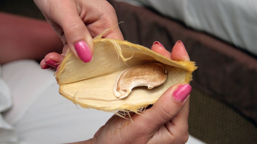 Woman's hand holding a peeled open mango pit to reveal the seed.