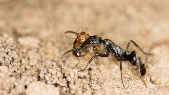 African Ant GPS Finds Fastest Route Home