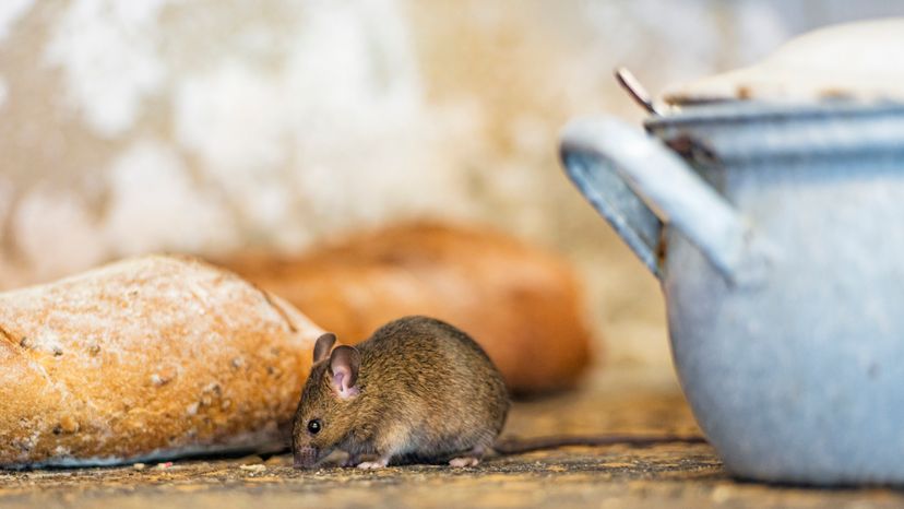 A brown mouse walking on a table beside two loaves of bread and a blue pot. 