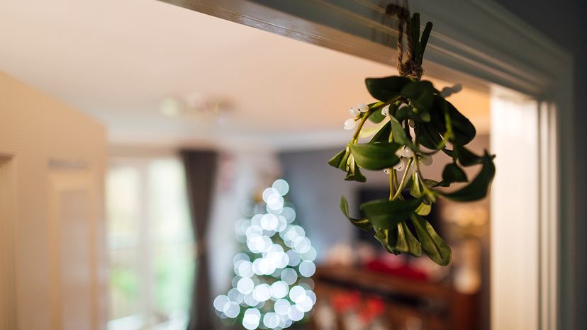 Mistletoe hanging upside down