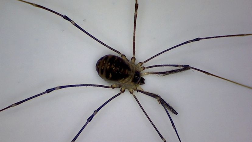 zakdoek Bloeien Meting Daddy Longlegs Aren't (Necessarily) Spiders; So What Are They? |  HowStuffWorks