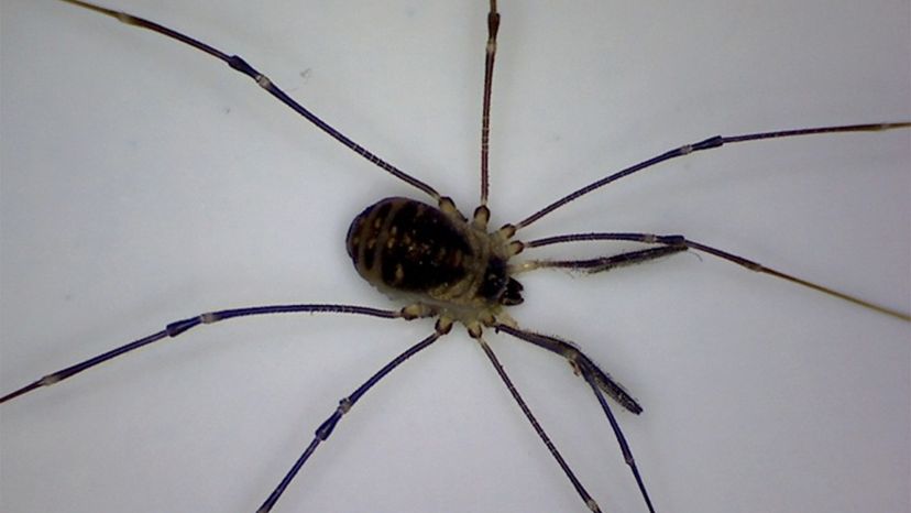 Daddy Long-Legs Spider - African Snakebite Institute