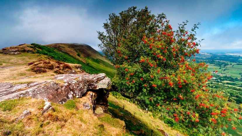 A mountain ash tree growing by a hill side. 