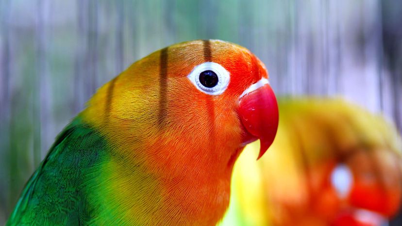 african lovebirds breeding information