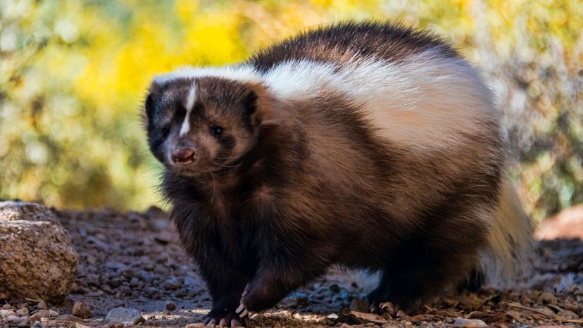 A skunk walking in the dirt.