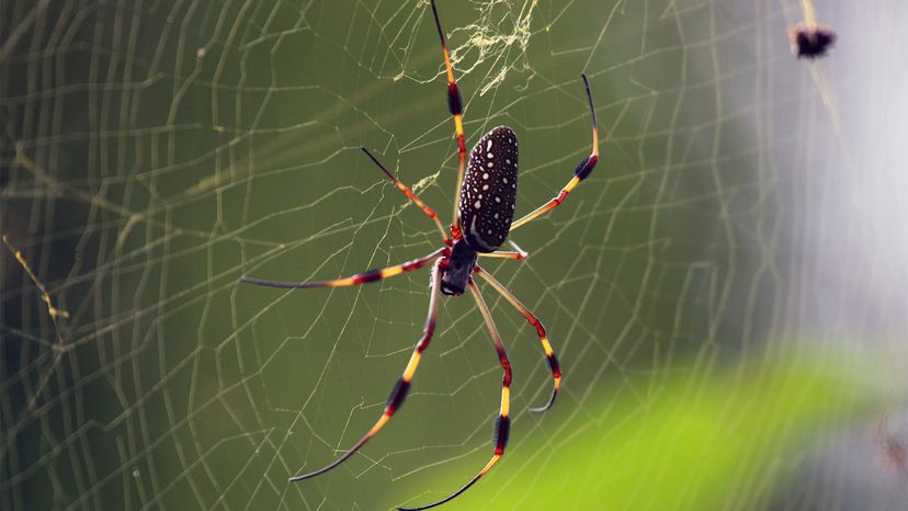 This beautiful garden spider, or zipper spider, or writing spider