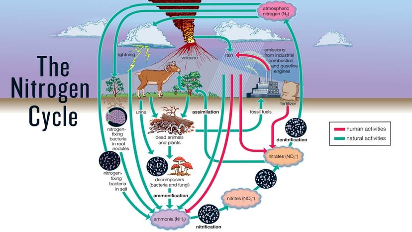 What Are the Steps of the Nitrogen Cycle? | HowStuffWorks
