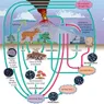 What Are the Nitrogen Cycle Steps?