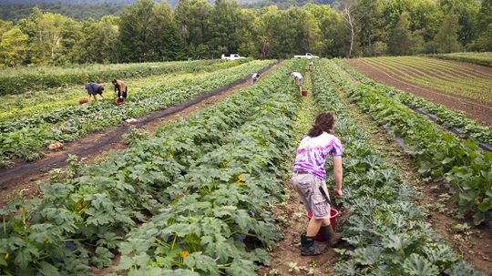 Organic Farms Could Help Fight Climate Change