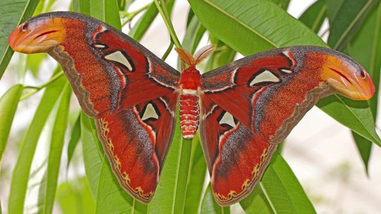 Atlas飞蛾是一个behe-moth，还有其他5个事实“border=