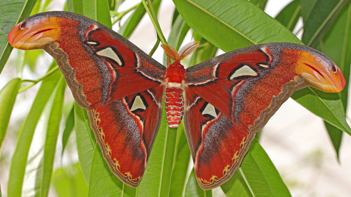 The Atlas Moth Is a Behe-moth, Plus 5 Other Facts
