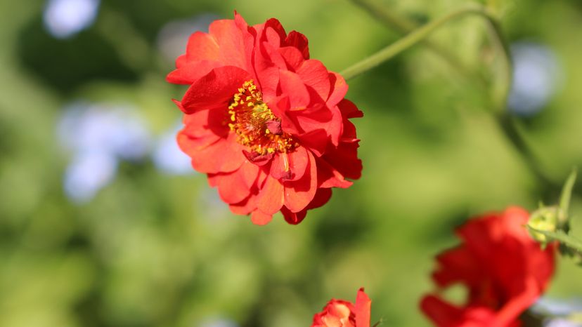 A red flower. 