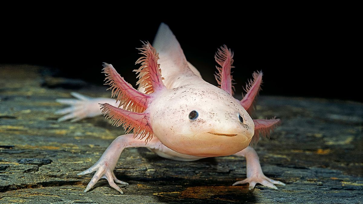 The Super Cute Axolotl Is Also A Ruthless Carnivore Howstuffworks