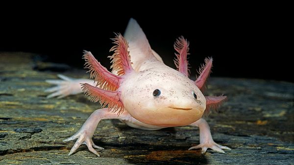 超级可爱的美西螈也是一种无情的食肉动物＂border=
