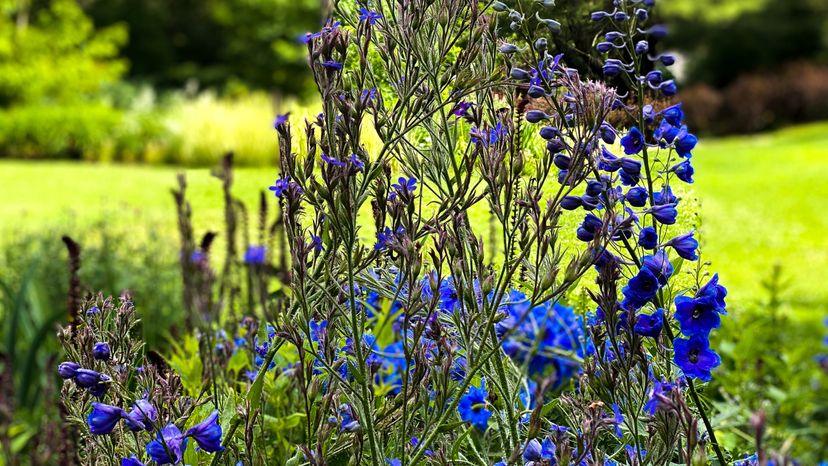 A purple Siberian larkspur plant. 