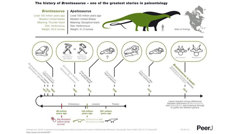 Brontosaurus 