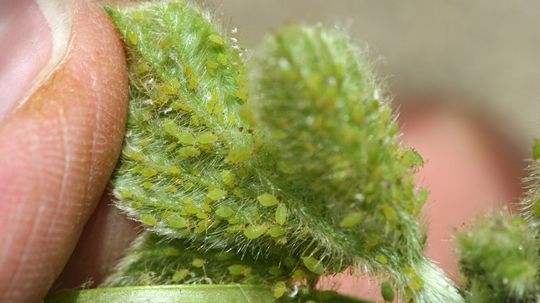 Some Aphid Babies Are Born Already Pregnant