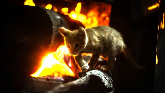 How to Treat a Cat That is Burned