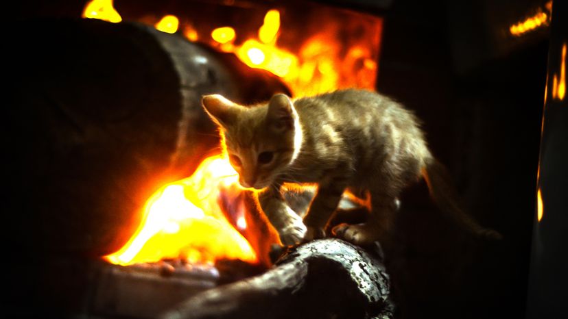 A cat walking on a burning log. 
