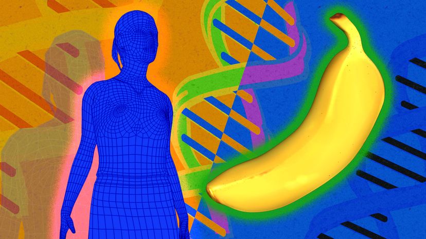 Do People and Bananas Really Share 50 Percent of the Same DNA? |  HowStuffWorks