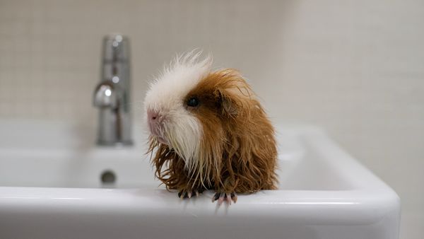 Guinea pig in bath tub