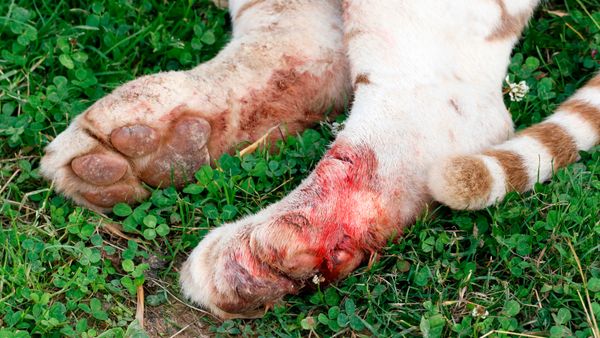 A white cat with blood on its paw. 