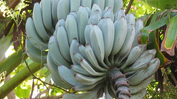 Blue Java bananas hanging from tree