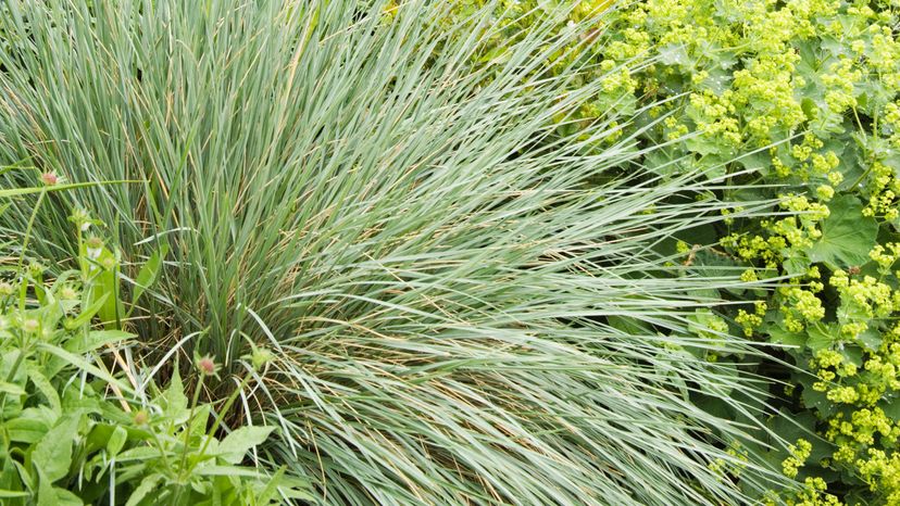 A bush with long, thin, green leaves.