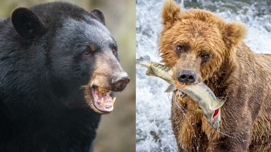 What's the Difference Between a Brown Bear and a Black Bear?