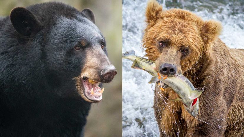 Giant Black Bears in North Central Alberta