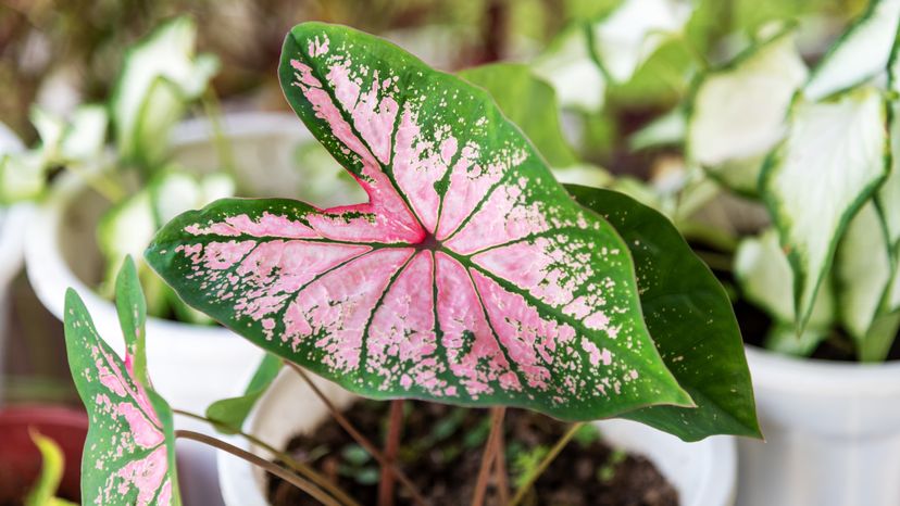 A close up of a green caladium leaf with pink hues. 