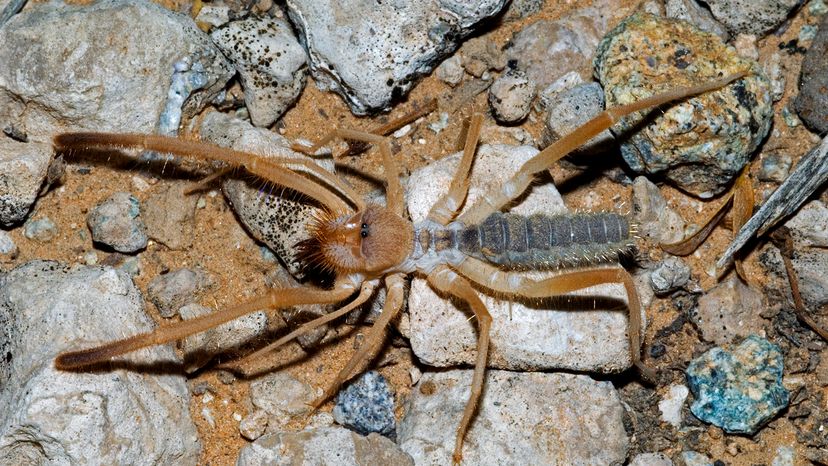 the biggest camel spider ever found