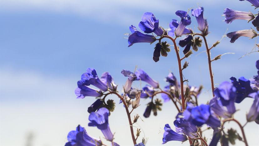 A purple flower. 