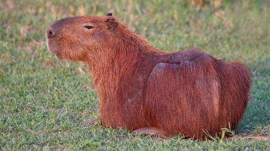 魅力的Capybara比你的狗更冷“border=