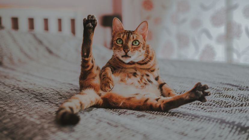 Brown striped cat with hind legs spread out with an open mouth in a surprised expression