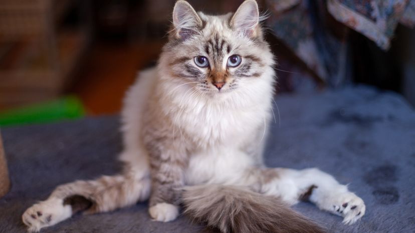 A cat with a broken back and leg spread out on a bed. 