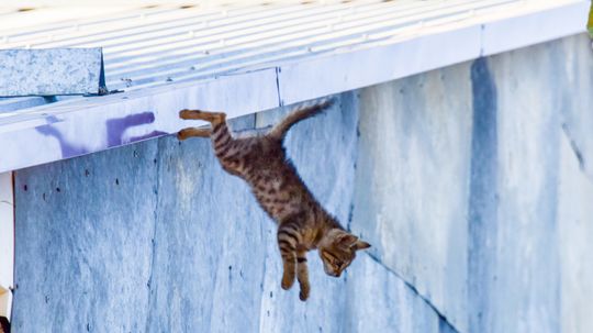 How to Treat a Cat That has Fallen Off a High-Rise Building