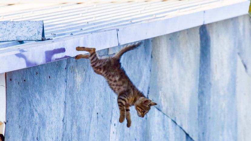 A tabby cat falling off the roof of a tall building 