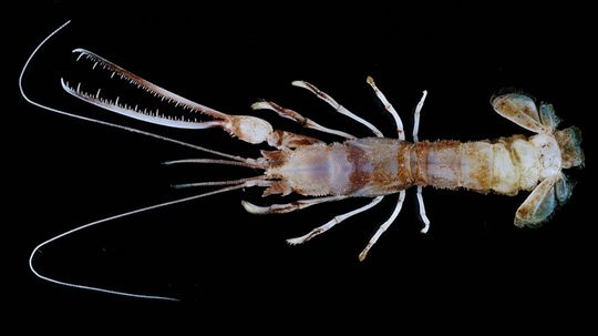 Chainsaw Lobster Among New Deep-sea Species Found in Java Sea