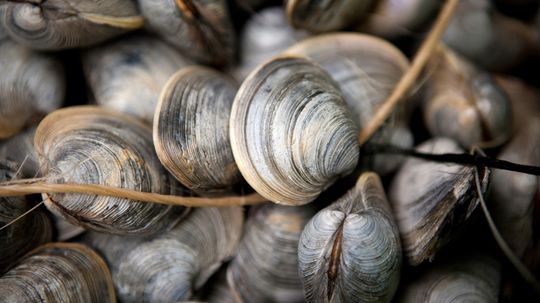How to Cook Clams