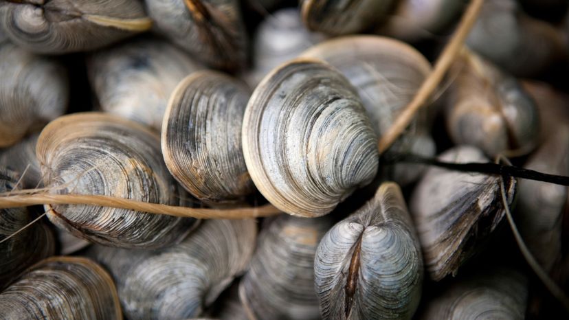 A bushel of quahogs, aka hard shell clams, on Marthas Vineyard Island.