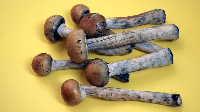 Magic mushrooms on sale