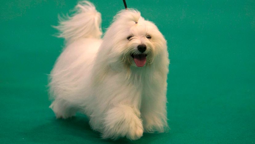 Coton-de-Tulear	