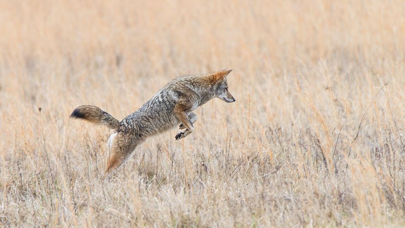 Coyote hunting