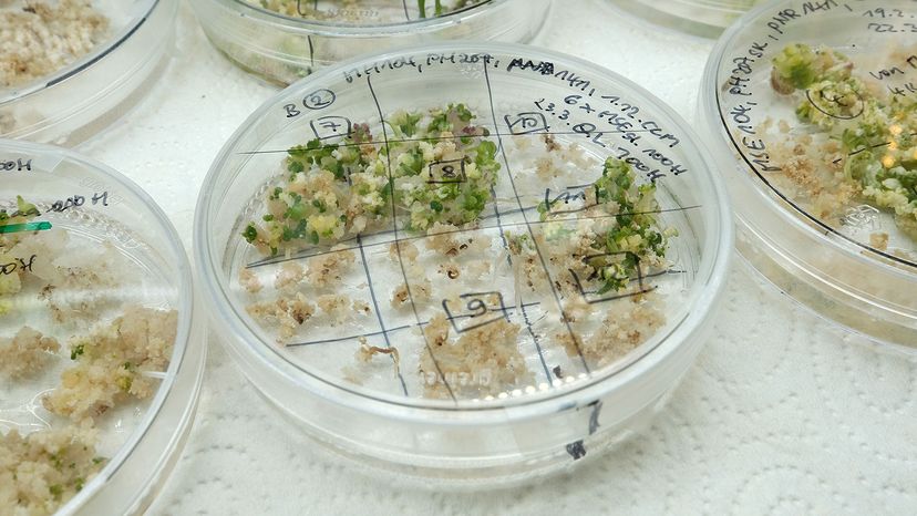 Petri dishes containing sprouting embryo, CRISPR, Germany