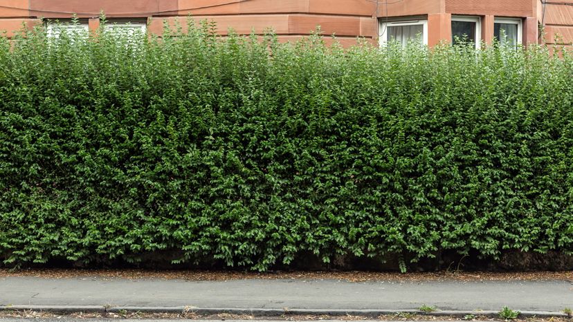 An overgrown myrtle bush in front of a building. 