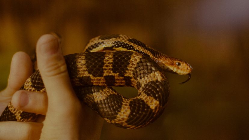 A close up photo of a man's hand holding a snake. 