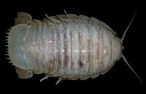 giant sea isopod